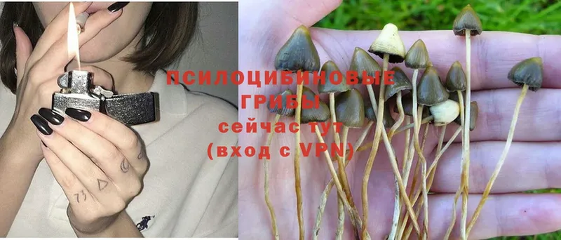 даркнет сайт  Старая Купавна  Галлюциногенные грибы Psilocybe 